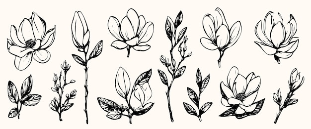 Vector set cotton plants sketch botanical illustrations isolated elegant trendy greenery minimalist