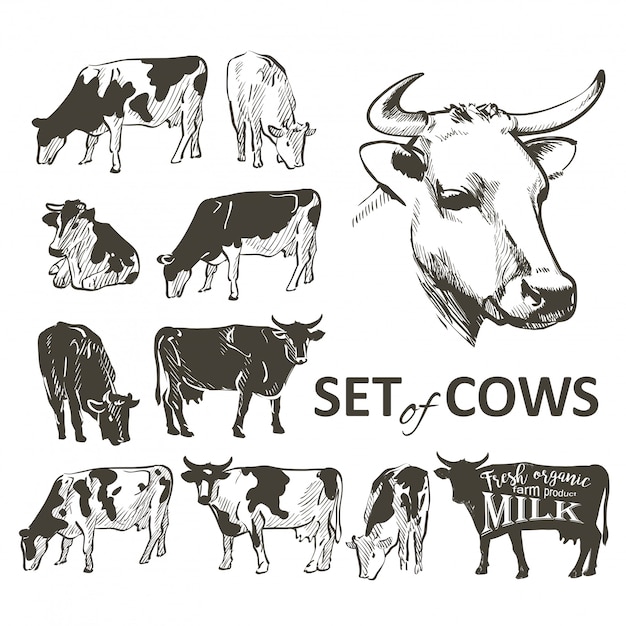 Vector vector set of cows