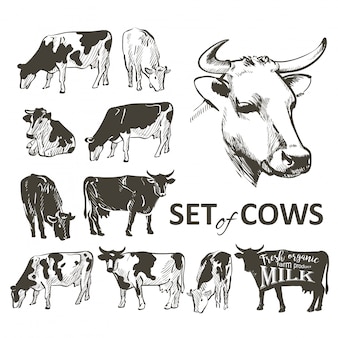 Vector set di mucche