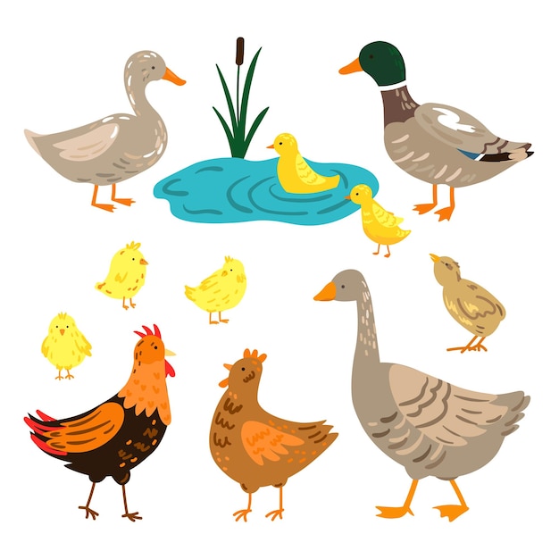 Vector vector set of cute domestic farm birds