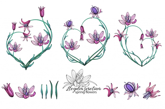 Vector set of delicate spring flowers. flowers. spring flowers. heart of flowers.