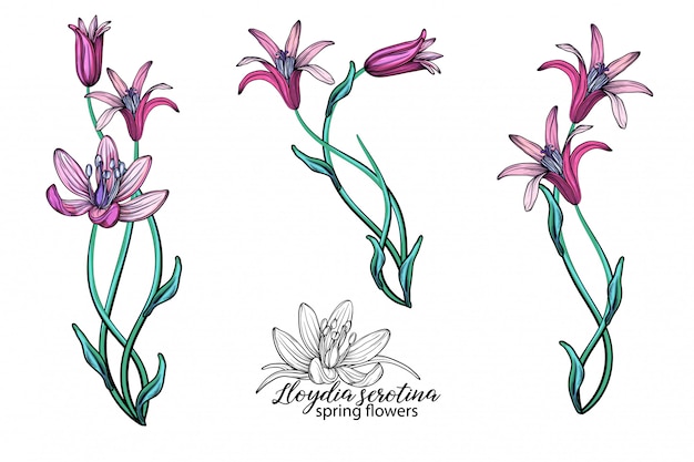 Vector set of delicate spring flowers.