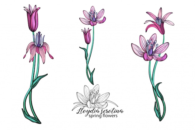 Vector set of delicate spring flowers.