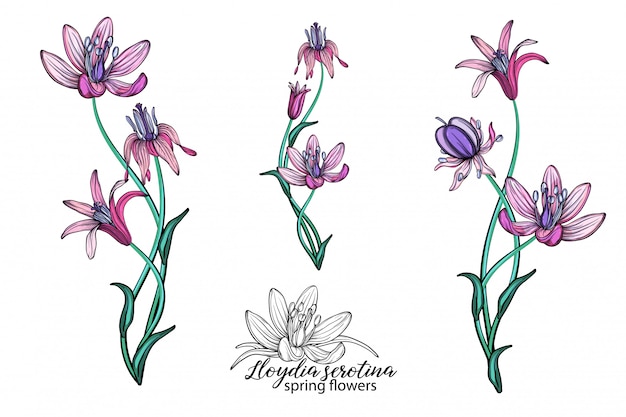 Vector set of delicate spring flowers.