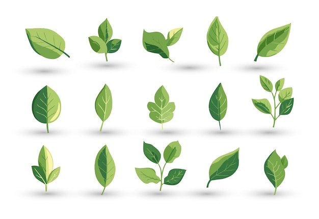 Vector vector set of different isolated green leaves icon white background
