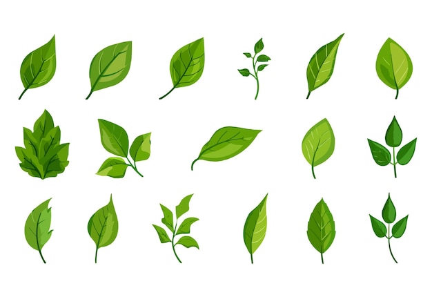 Vector vector set of different isolated green leaves icon white background