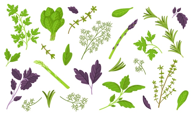 vector set of dill and basil spinach and asparagus parsley thyme and rosemary isolated