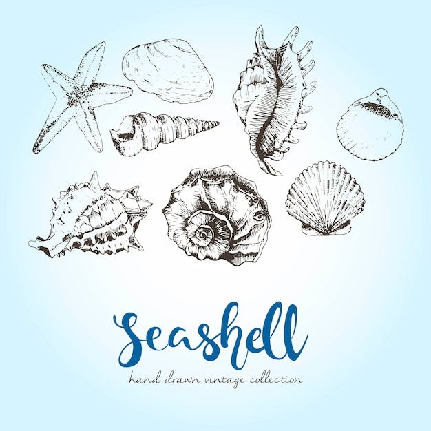 Vector set of engraved seashells