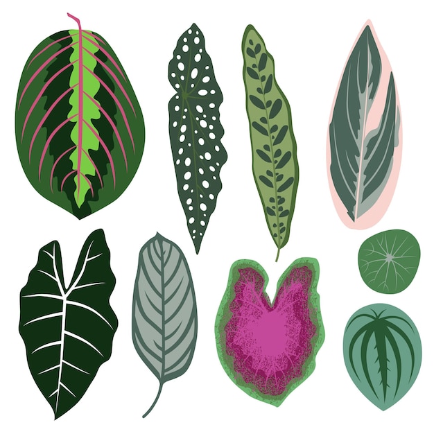 Vector vector set of exotic leaves. tropical plants, house plants