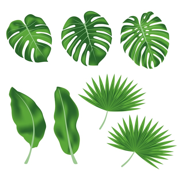 Vector set exotische tropische bladeren bananenbladeren monstera bladeren palmbladeren