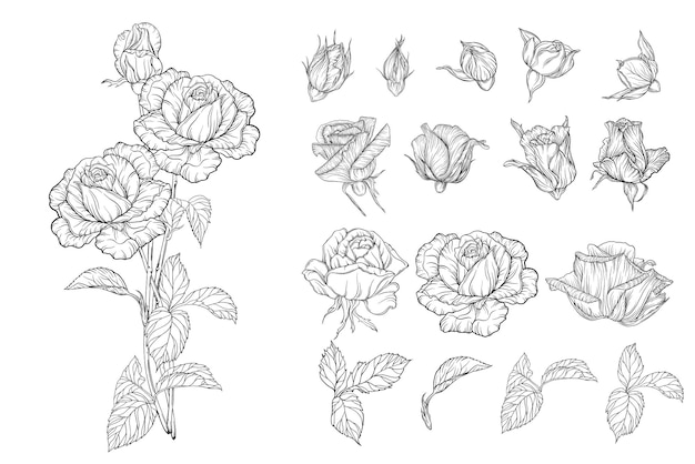 Vector vector set of flower compositions with rose flowers