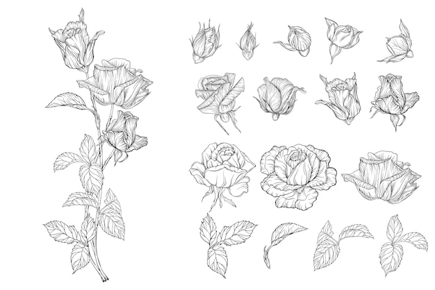 Vector set of flower compositions with rose flowers