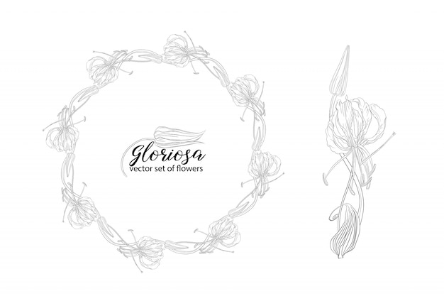 Vector set of flowers and beads glorasa Gloriosa