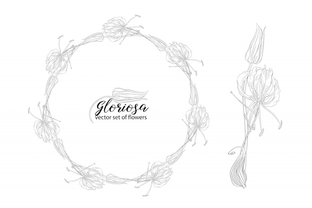 Vector set of flowers and beads glorasa Gloriosa