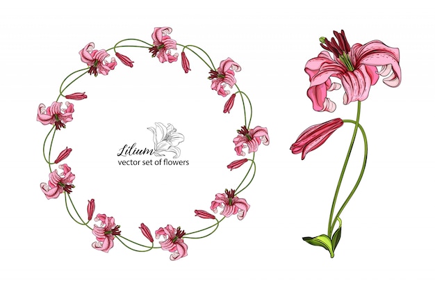 Vector set of flowers and Lily buds.