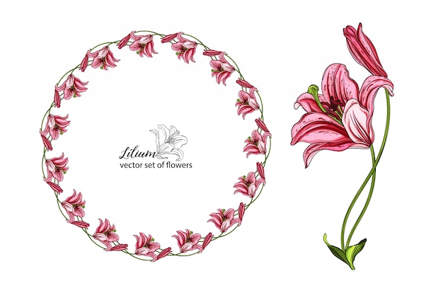 Vector set of flowers and Lily buds.