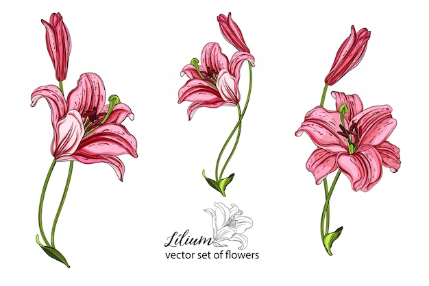 Vector vector set of flowers and lily buds.