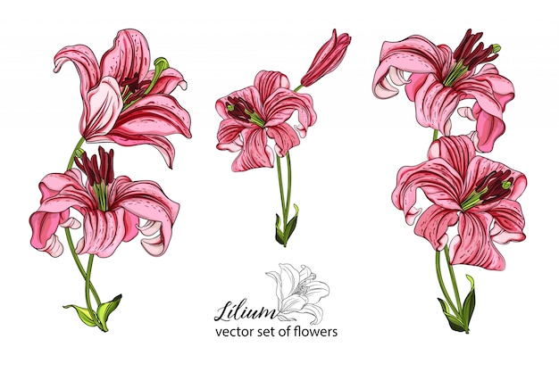 Vector set of flowers and Lily buds.