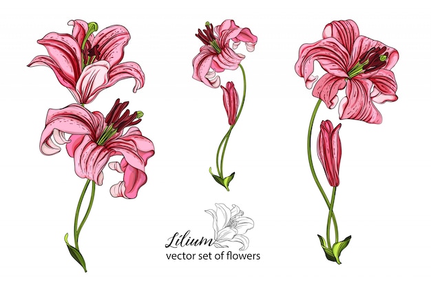 Vector set of flowers and Lily buds.