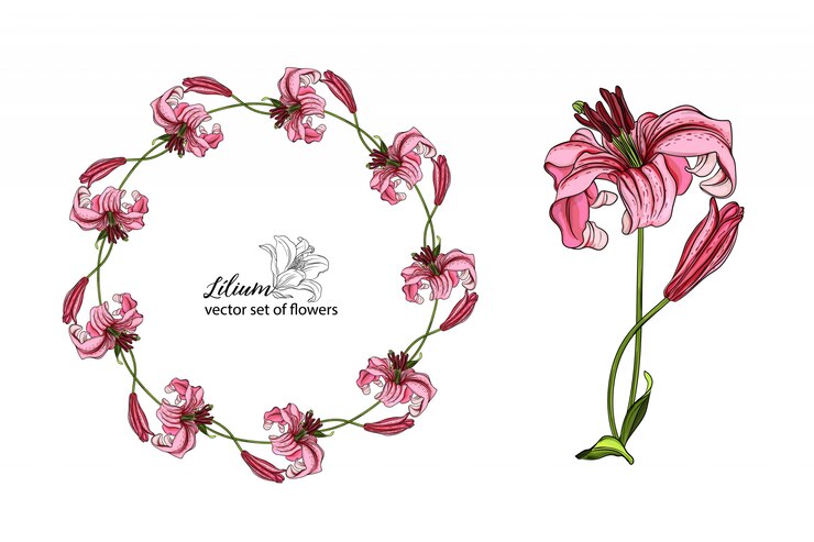 Vector vector set of flowers and lily buds.