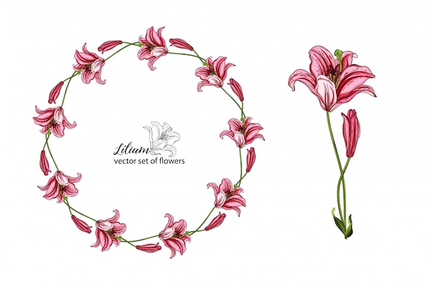 Vector set of flowers and lily buds.