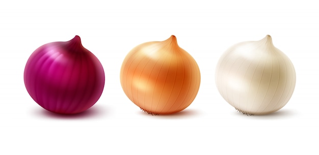 Vector set of fresh whole yellow red white onion bulbs on white