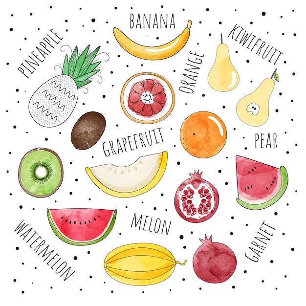 Vector set of fruit in the style of watercolor.