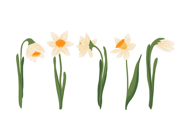 Vector set gele narcissen of Narcissus op witte achtergrond Hand getrokken botanische illustratie