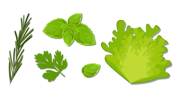 Vector set of greens and lettuce leaves Basil parsley rosemary and lettuce