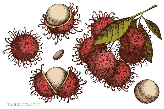 Vector vector set of hand drawn colored rambutan