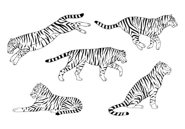 Векторный набор нарисованных вручную каракулей тигров