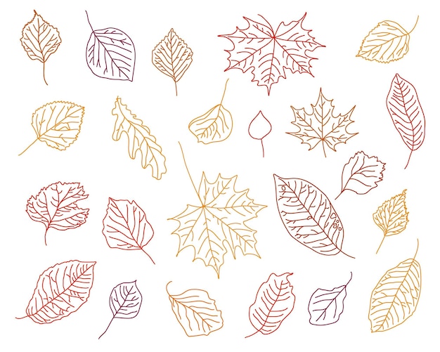 Vector set of hand drawn fall leaves black outline of maple birch oak aspen leaves in graphics