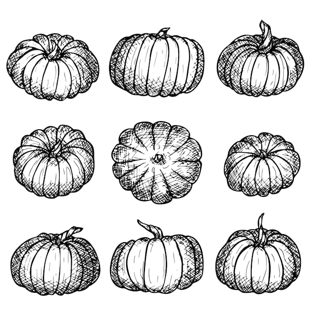 Vector set of hand drawn pumpkin illustration Vegetable harvest clipart Farm market product