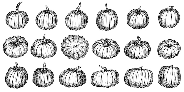 Set vettoriale di illustrazioni di zucca disegnate a mano clipart per la raccolta di verdure prodotto del mercato agricolo
