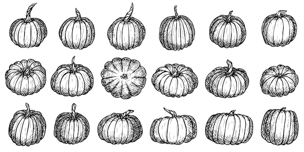 손으로 그린 호박 그림의 벡터 세트 야채 수확 클립 아트 농장 시장 제품
