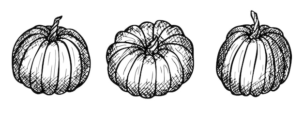 Vector set of hand drawn pumpkin illustration Vegetable harvest clipart Farm market product