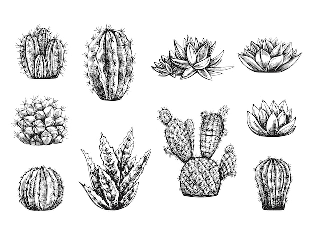 Vector set of hand drawn sketch of cacti and succulent plants isolated on white background
