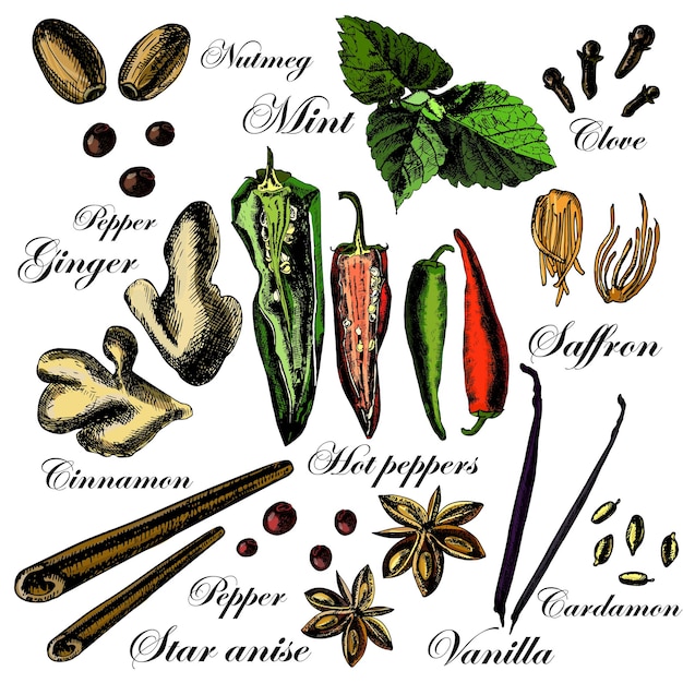 Vector vector set of hand drawn spices illustrations