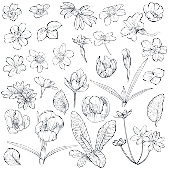 Insieme di vettore dei fiori e delle foglie primaverili disegnati a mano su priorità bassa bianca. collezione nei colori bianco e nero. stile grafico di schizzo