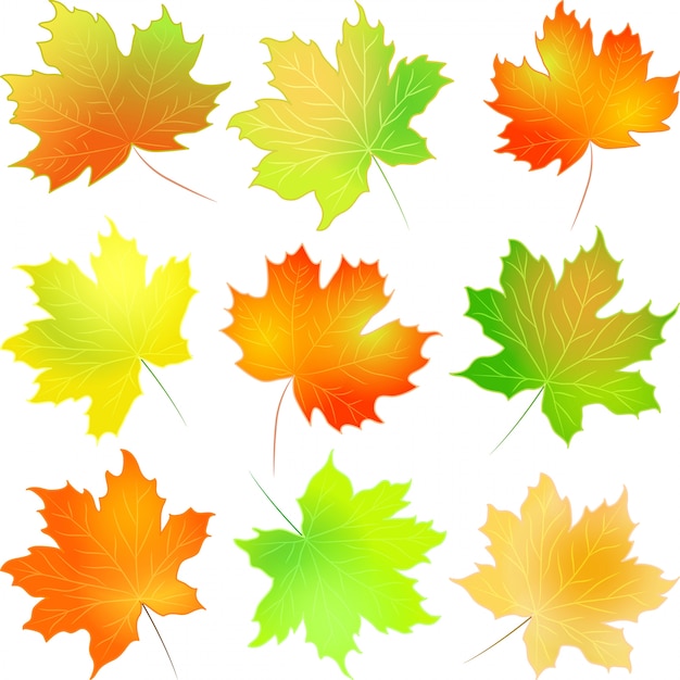 Vector set herfst esdoornblad