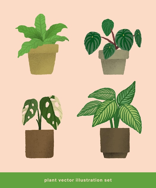 Vector vector set of illustrations of various indoor plants and pots