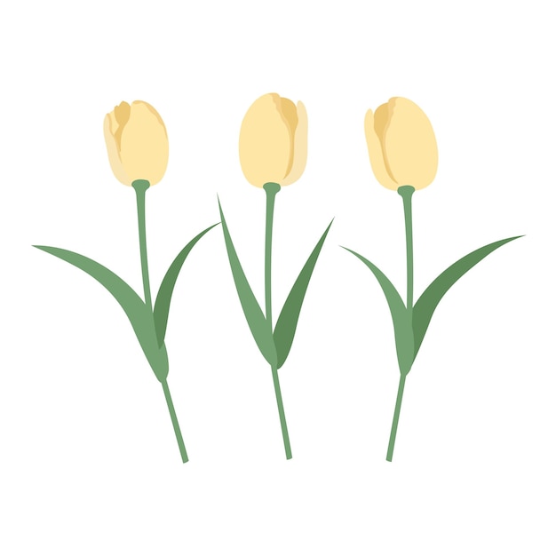 Vector set isolated yellow tulips Tulips in a flat style