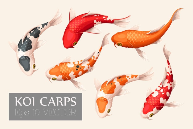 Vector vector set of japanese koi fish