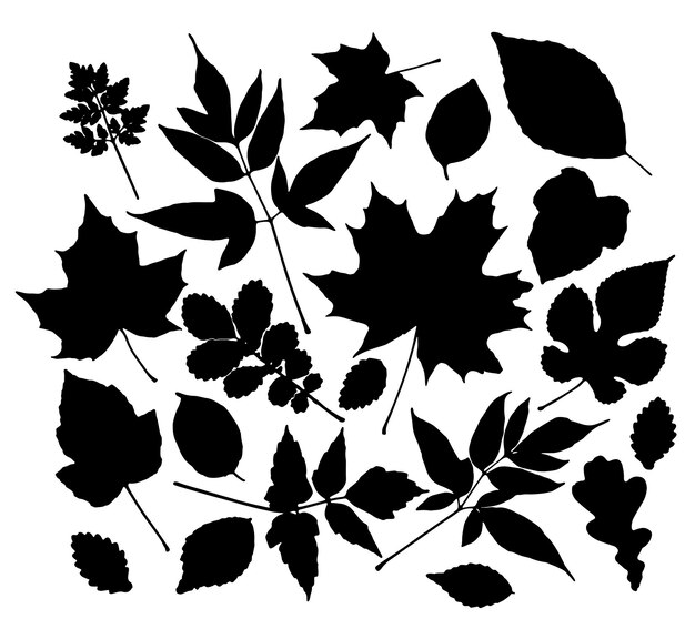 Vector vector set of leaves silhouette