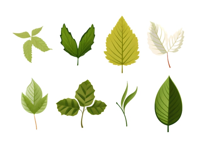 Vector vector set of leaves on white background