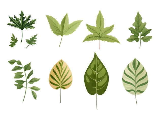 vector set of leaves on white background