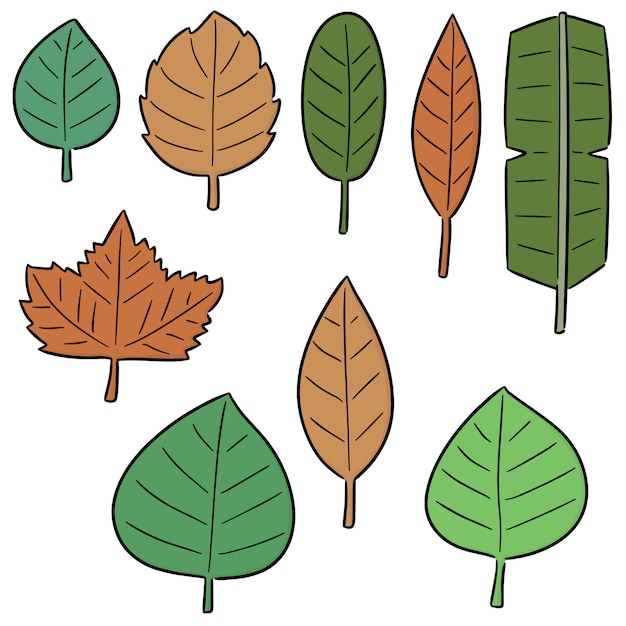 Vector set di foglie