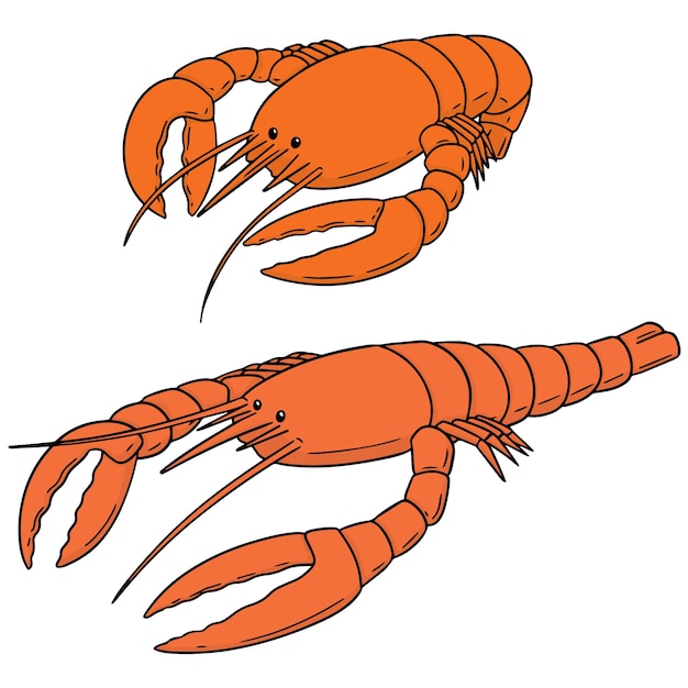 Vector vector set of lobster