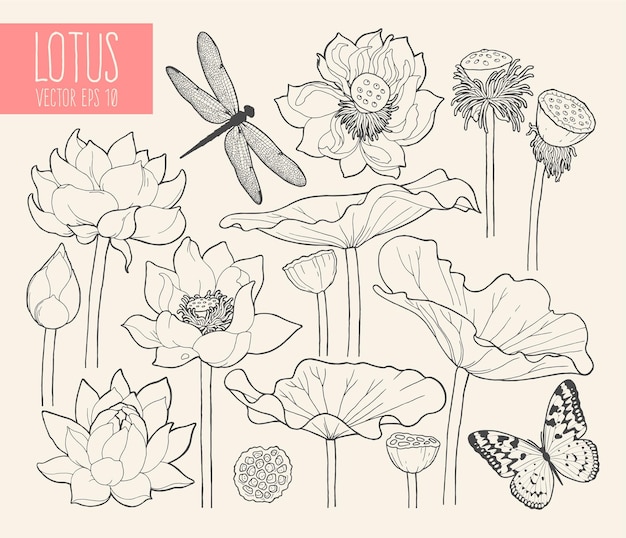 Vector set lotusbloemen en verlof