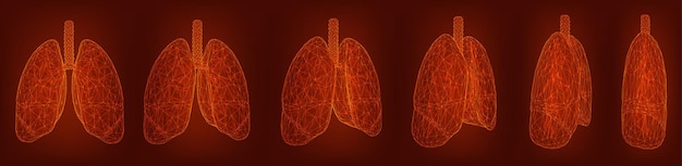 Vettore set vettoriale polmoni e bronchi elementi 3d per la progettazione